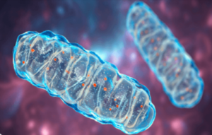 Advanced Mitochondrial Formula Benefits