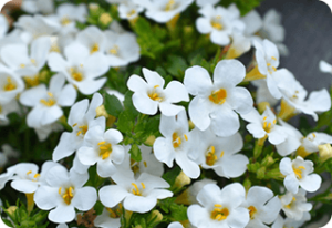 Bacopa-monnieri-Extract