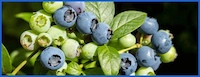 Bilberry