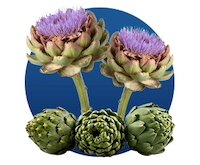 Cynara Scolymus (Artichoke Leaf)
