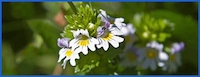 Eyebright