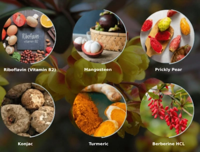 Ignitra Ingredients