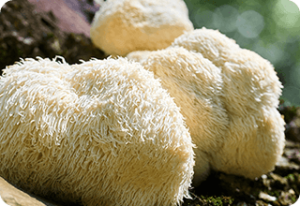 Lions-Mane-Extract-Hericium-erinaceus