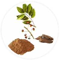 Pygeum Africanum Bark Extract