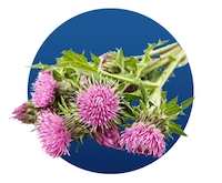 Silymarin (Milk Thistle)