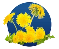 Taraxacum