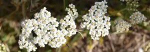 Yarrow flowers